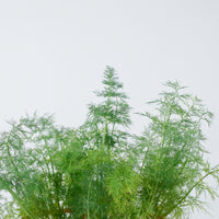 Dill in Nursery Grow Pot