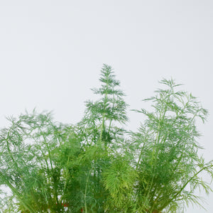 Dill in Nursery Grow Pot