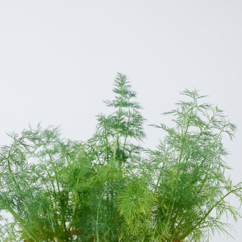 Dill in Nursery Grow Pot