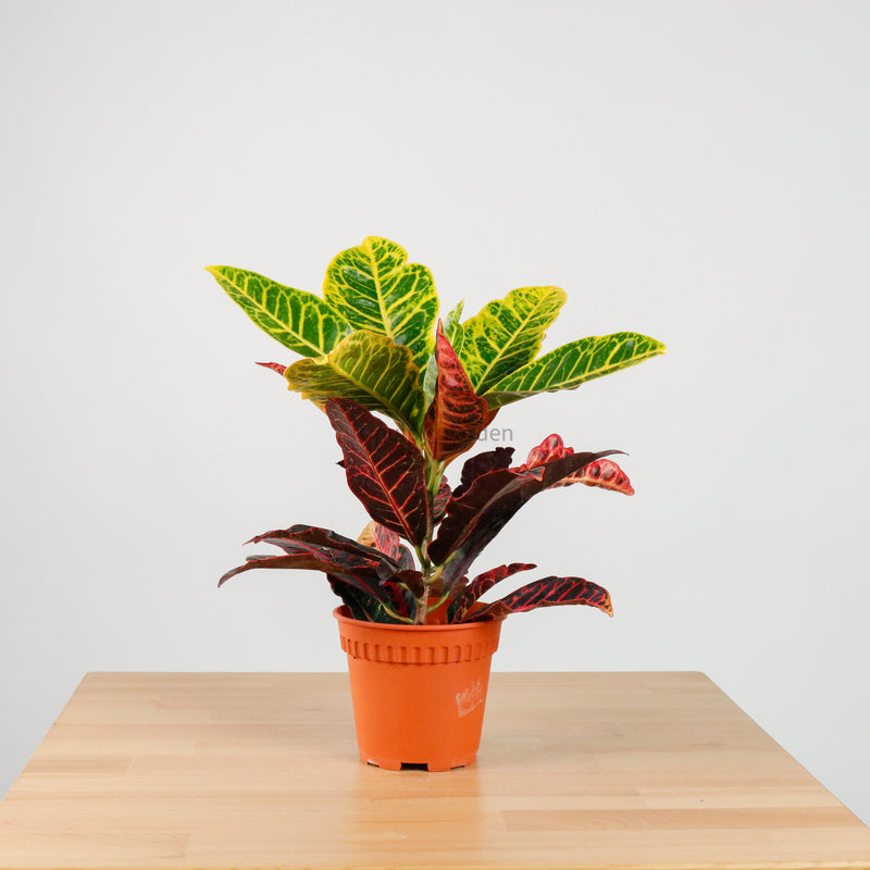 Croton in Nursery Grow Pot