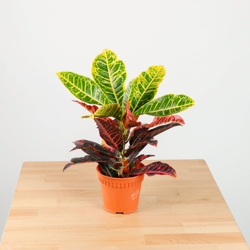 Croton in Nursery Grow Pot