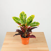 Croton in Nursery Grow Pot
