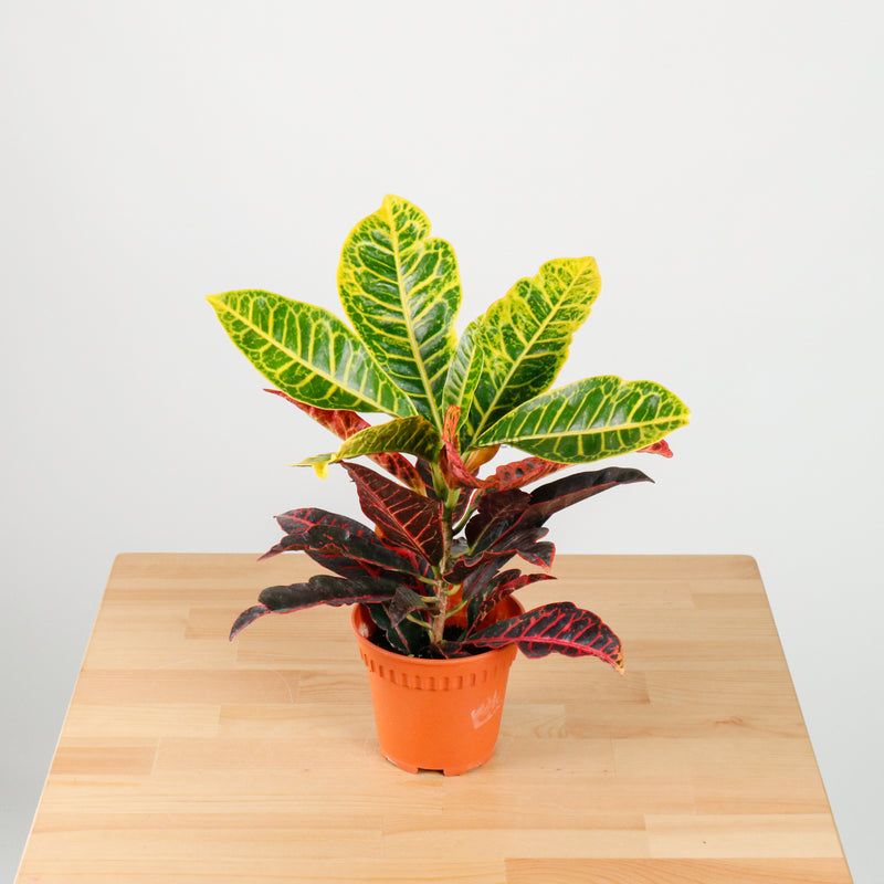 Croton in Nursery Grow Pot