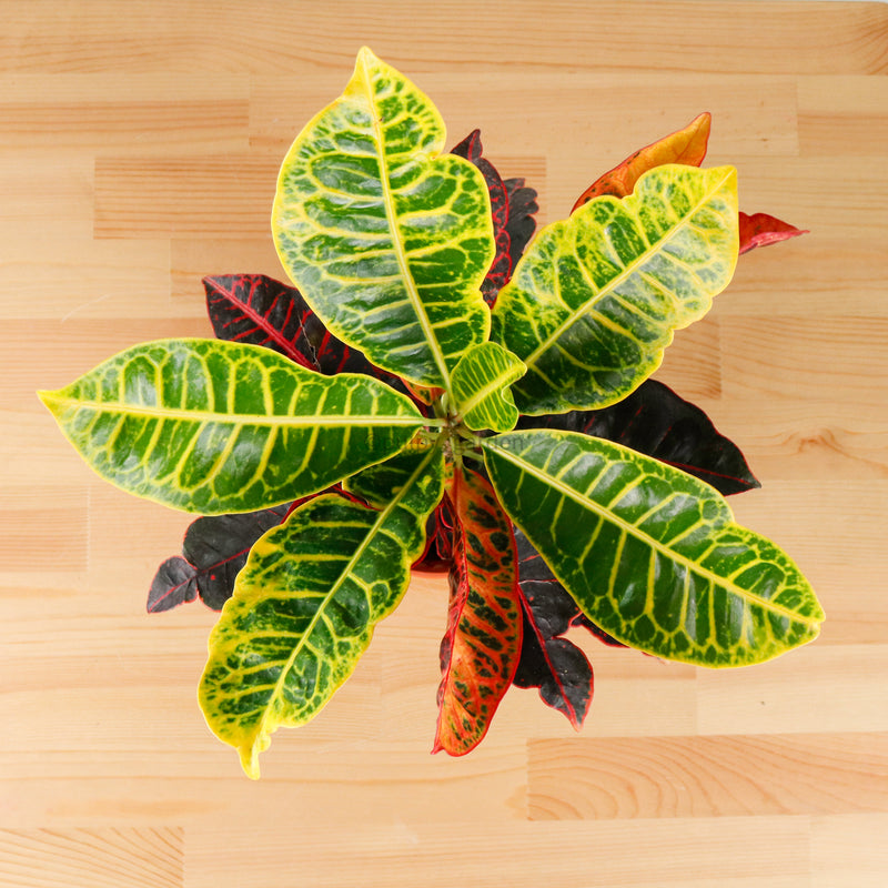 Croton in Nursery Grow Pot