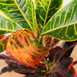 Croton in Nursery Grow Pot