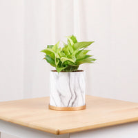 Neon Pothos (Money Plant) in Marble Planter