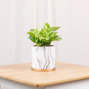 Neon Pothos (Money Plant) in Marble Planter