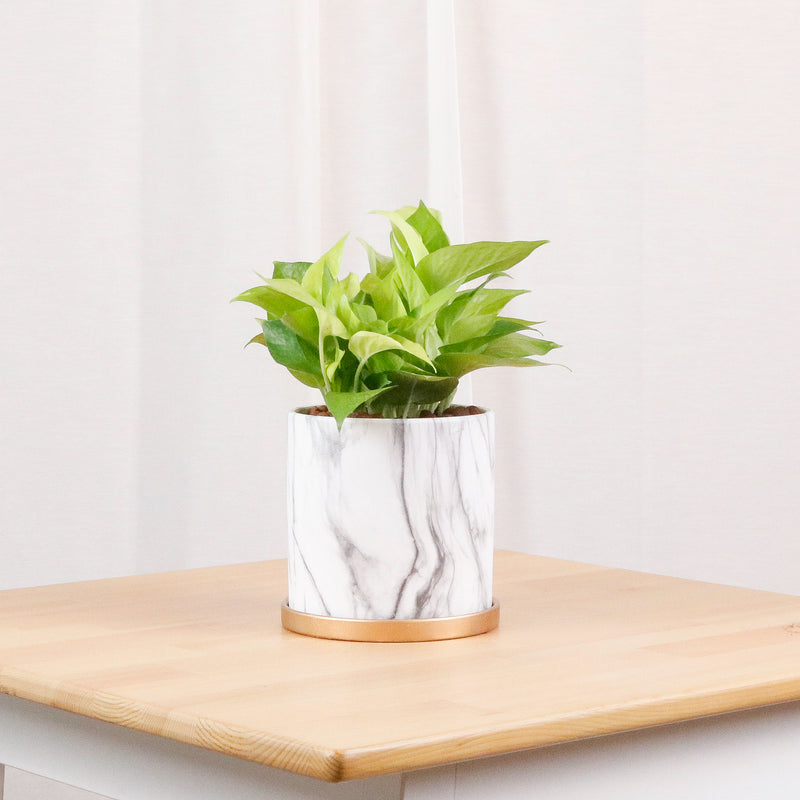 penpot succulent Neon Pothos (Money Plant) in Marble Planter – Pulpy Garden