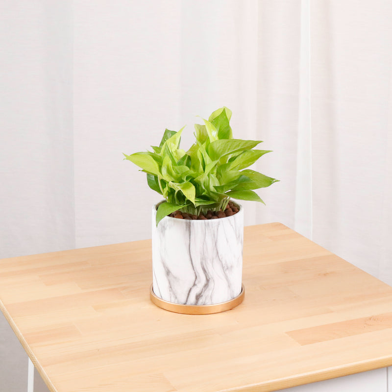 neon marble pothos Neon Pothos (Money Plant) in Marble Planter – Pulpy Garden
