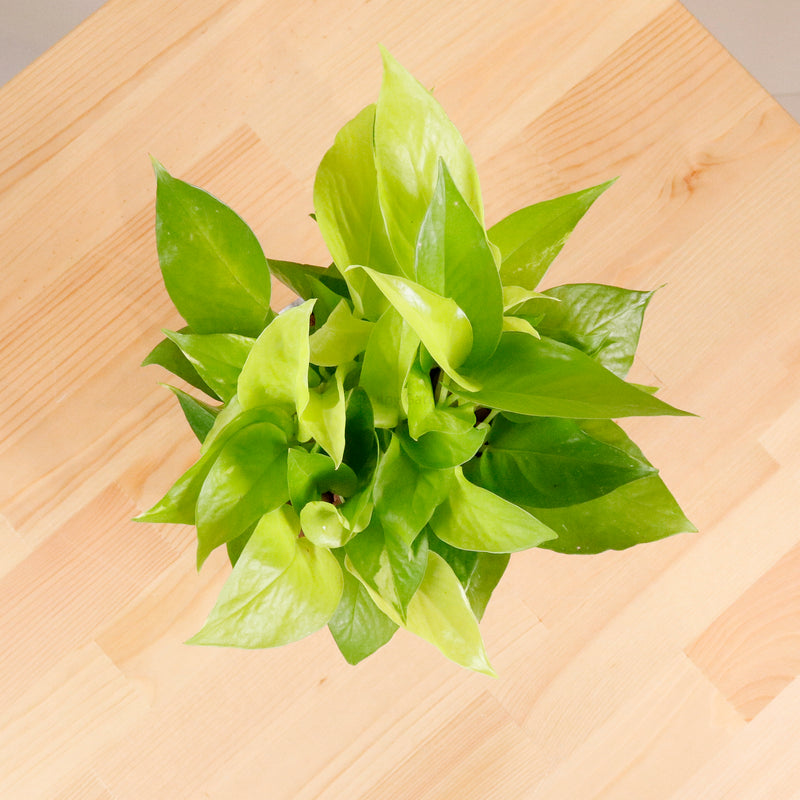 marble money plant Neon Pothos (Money Plant) in Marble Planter – Pulpy Garden