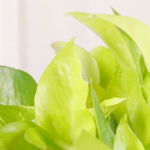 Neon Pothos (Money Plant) in Marble Planter