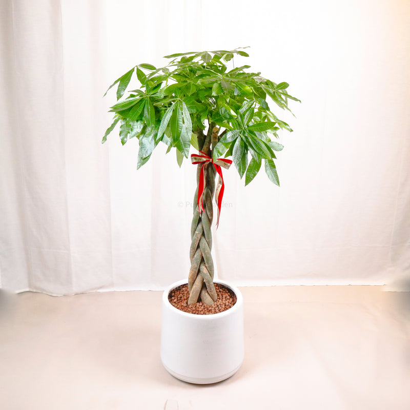 Large Pachira Braided in White Round Glossy Planter (155cm) (发财树 - Fa Cai Shu)