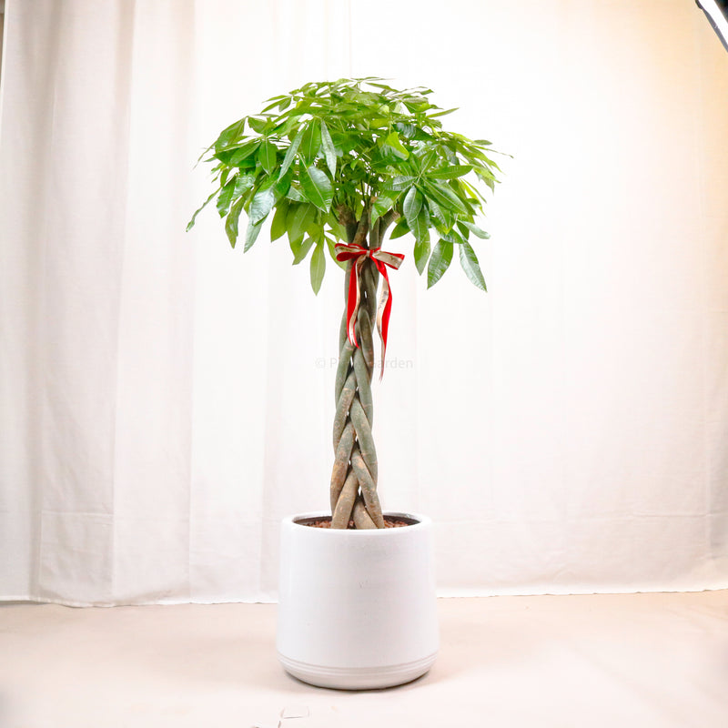 Large Pachira Braided in White Round Glossy Planter (155cm) (发财树 - Fa Cai Shu)