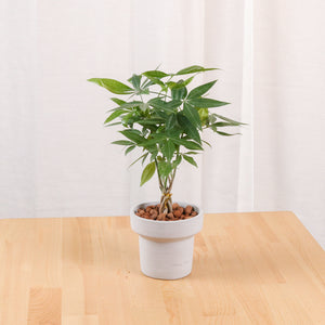 Pachira Twist in Dear Planter (Small 38m) (发财树 - Fa Cai Shu)