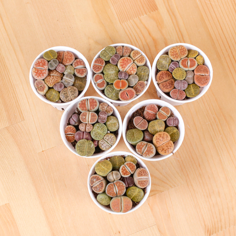 Mixed Lithops B in Nursery Grow Planter