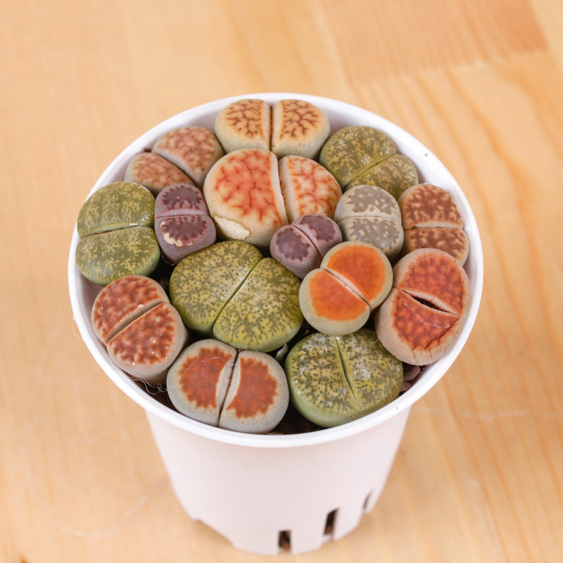 Mixed Lithops B in Nursery Grow Planter