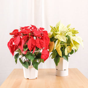 Poinsettia Plant (CHRISTMAS FLOWER) in Nursery Grow Pot