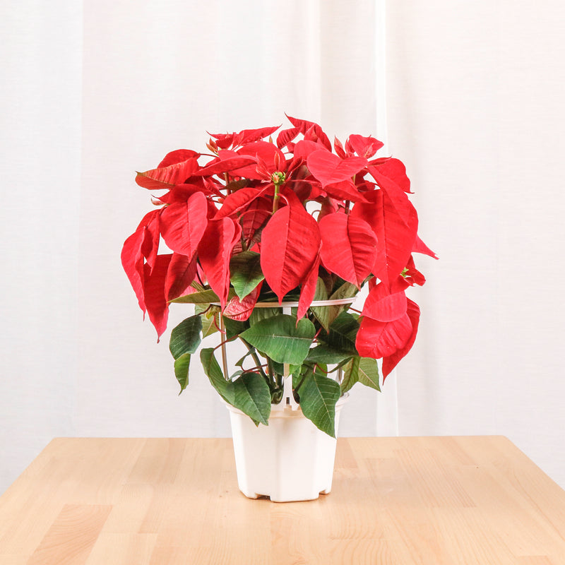 Poinsettia Plant (CHRISTMAS FLOWER) in Nursery Grow Pot