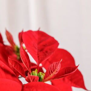 Poinsettia Plant (CHRISTMAS FLOWER) in Nursery Grow Pot