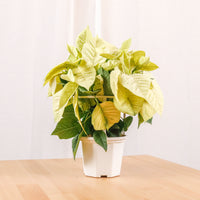 Poinsettia Plant (CHRISTMAS FLOWER) in Nursery Grow Pot