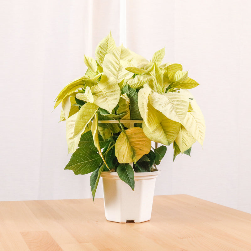 Poinsettia Plant (CHRISTMAS FLOWER) in Nursery Grow Pot