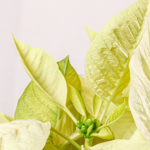 Poinsettia Plant (CHRISTMAS FLOWER) in Nursery Grow Pot