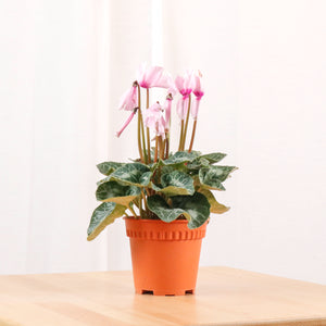 Cyclamen (Random Color)  in Nursery Grow Pot