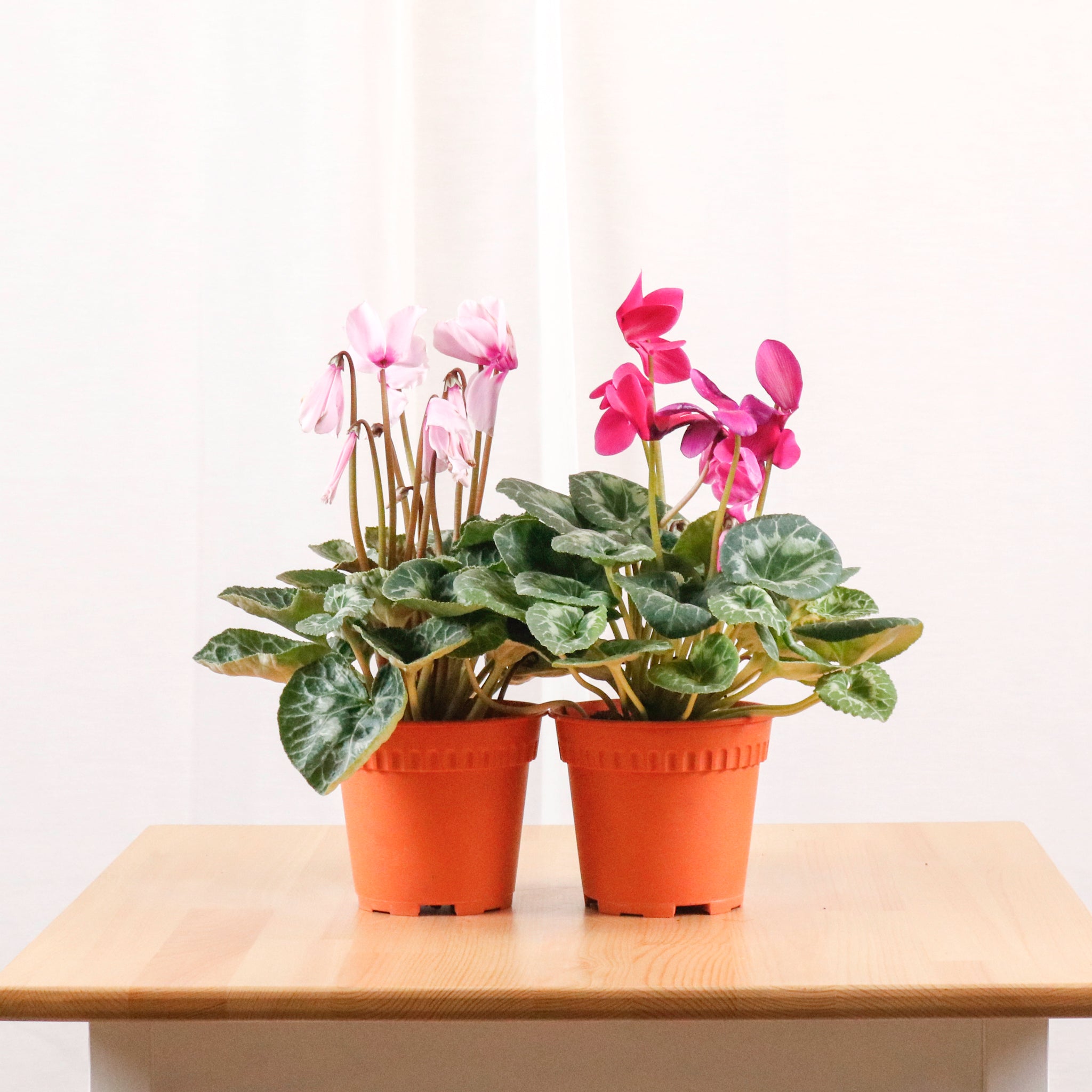 cyclamen pot plant care Cyclamen (Random Color) in Nursery Grow Pot – Pulpy Garden