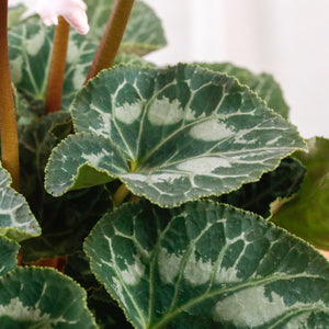 Cyclamen (Random Color)  in Nursery Grow Pot