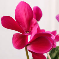 Cyclamen (Random Color)  in Nursery Grow Pot