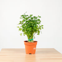Italian Parsley in Nursery Grow Pot