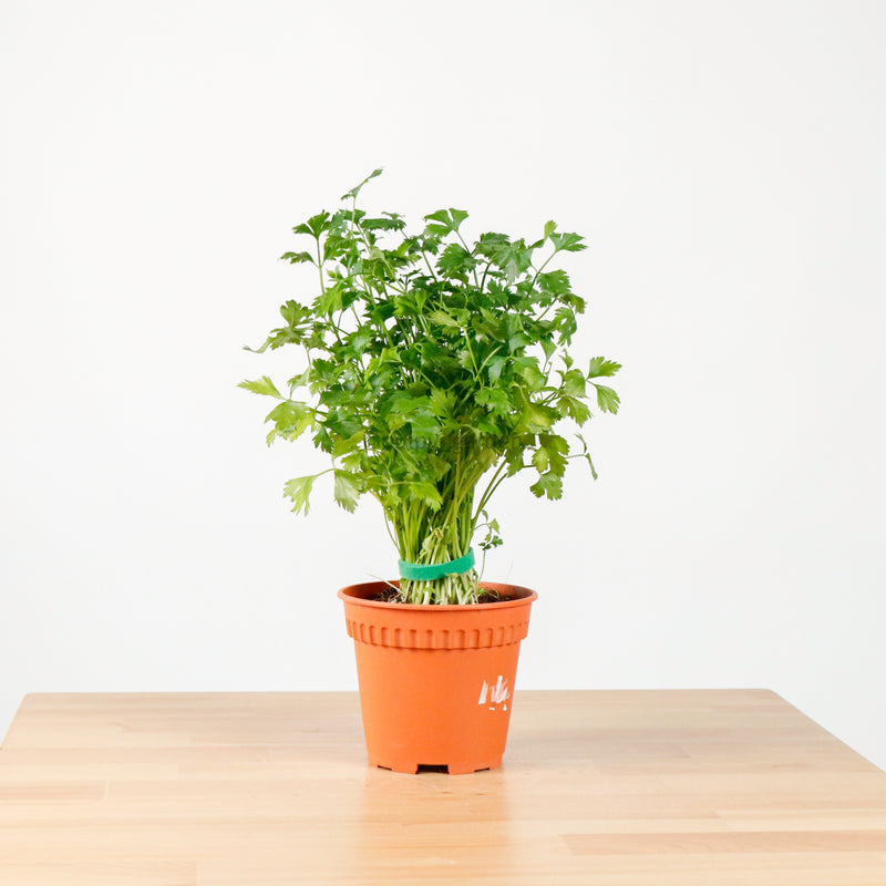 Italian Parsley in Nursery Grow Pot