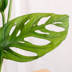 Monstera adansonii in White Potts