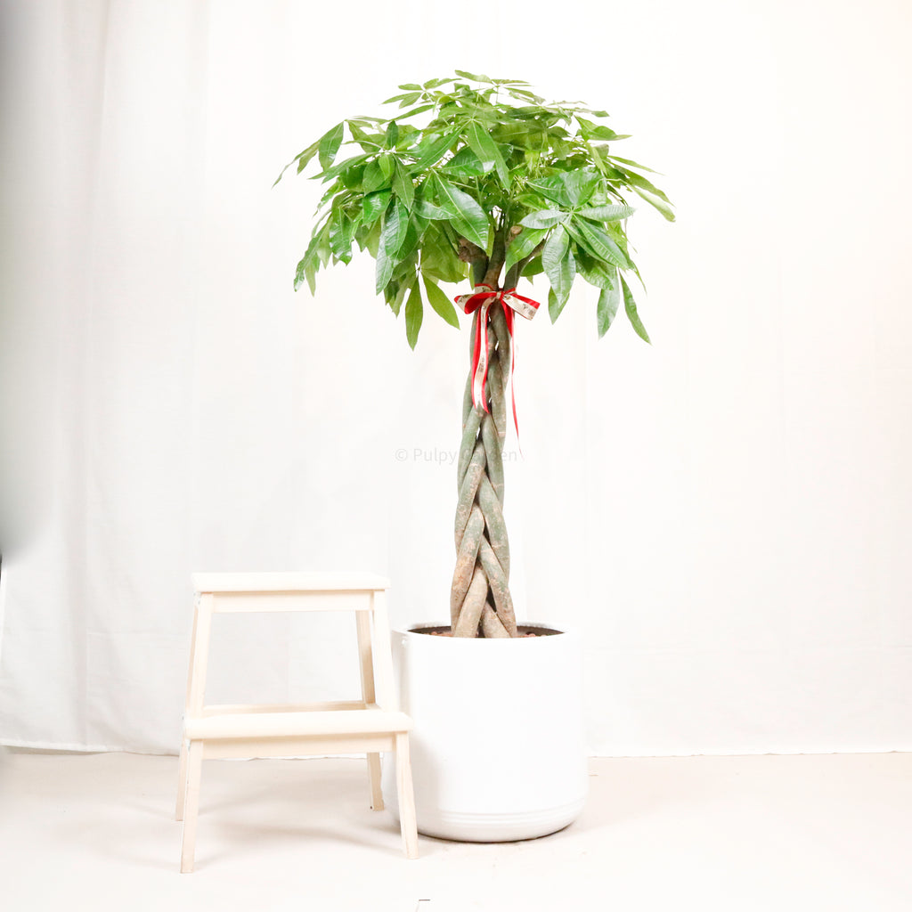 Large Pachira Braided in White Round Glossy Planter (155cm) (发财树 - Fa Cai Shu)