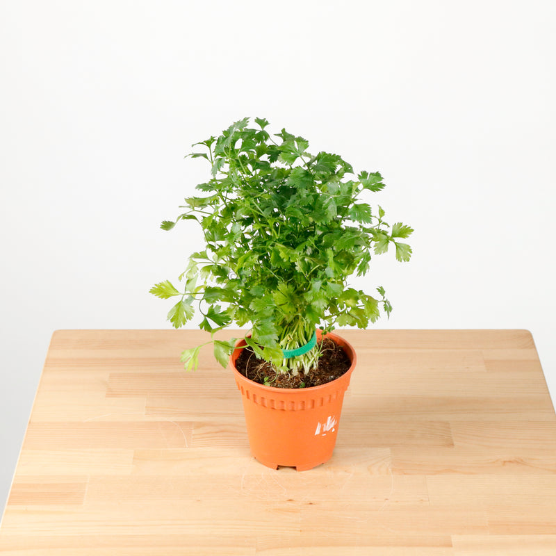 Italian Parsley in Nursery Grow Pot