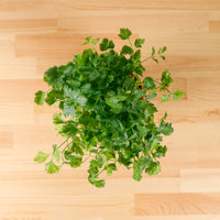 Italian Parsley in Nursery Grow Pot