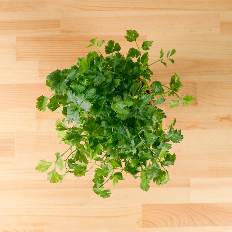 Italian Parsley in Nursery Grow Pot