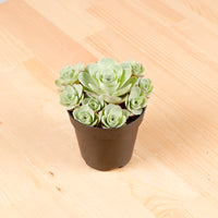 Greenovia dodrantalis aka Rose Succulent in Nursery Grow Pot