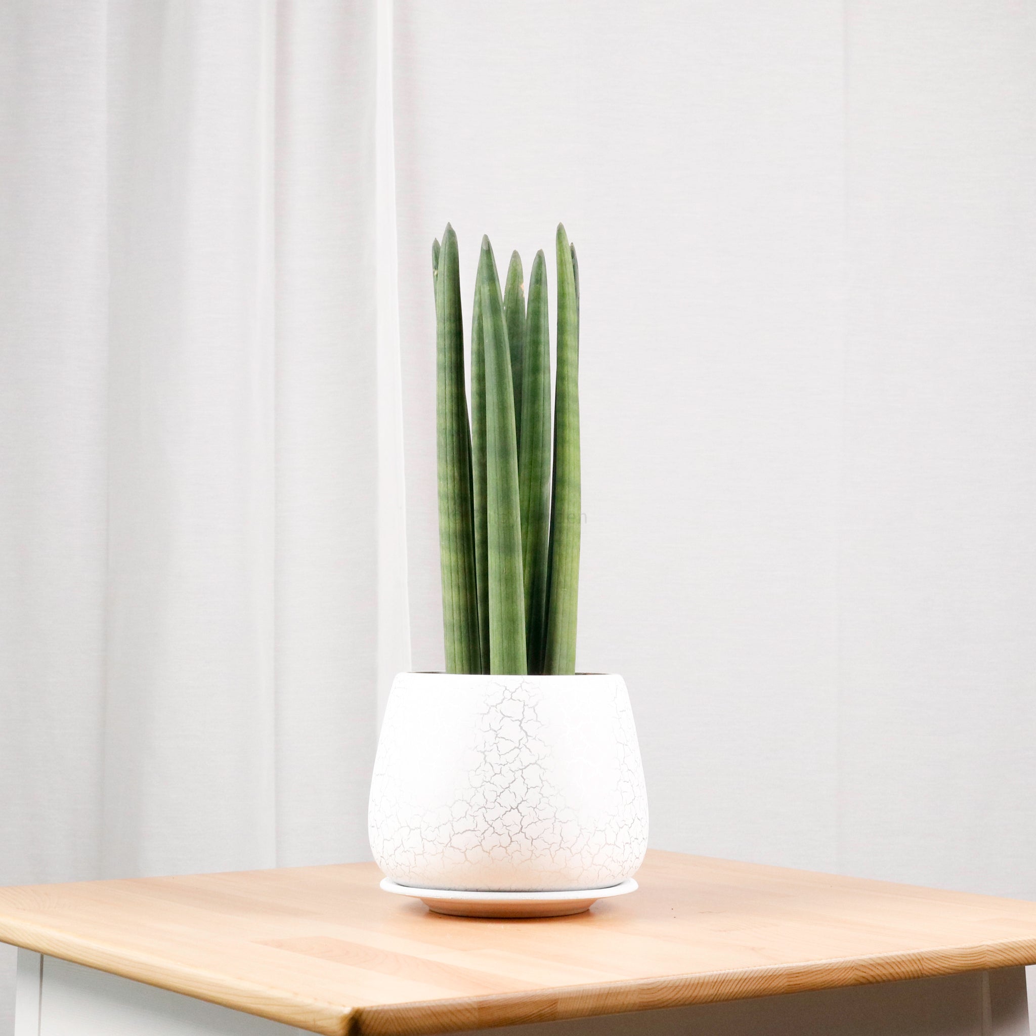 Sansevieria Cylindrica -Stuckyi (50cm) in Cracked Shell Planter (佛手 - Fatt Sao)