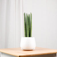 Sansevieria Cylindrica -Stuckyi (50cm) in Cracked Shell Planter (佛手 - Fatt Sao)