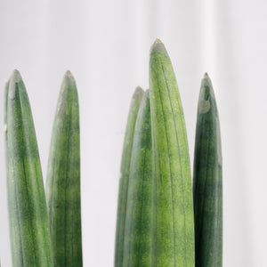 Sansevieria Cylindrica -Stuckyi (50cm) in Cracked Shell Planter (佛手 - Fatt Sao)