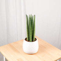 Sansevieria Cylindrica -Stuckyi (50cm) in Cracked Shell Planter (佛手 - Fatt Sao)