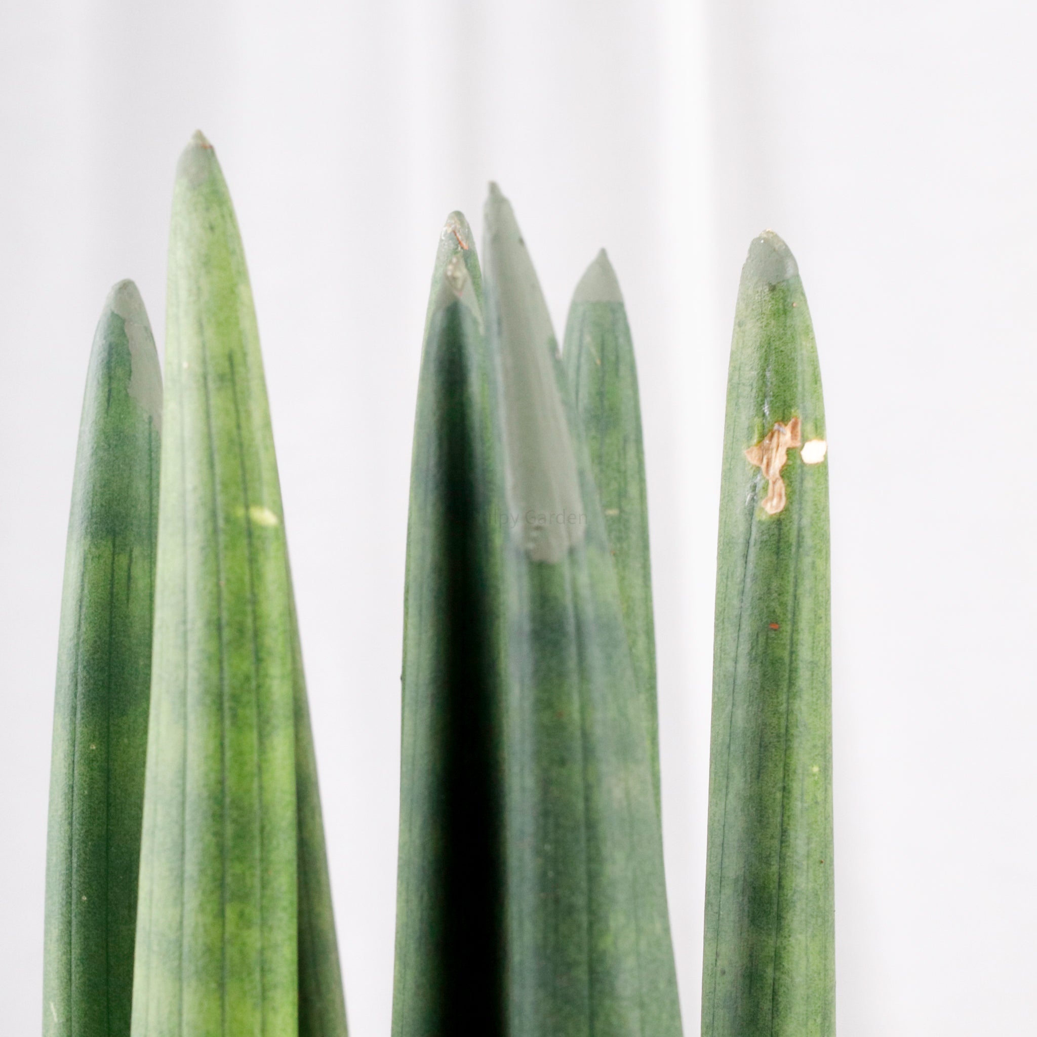 Sansevieria Cylindrica -Stuckyi (50cm) in Cracked Shell Planter (佛手 - Fatt Sao)