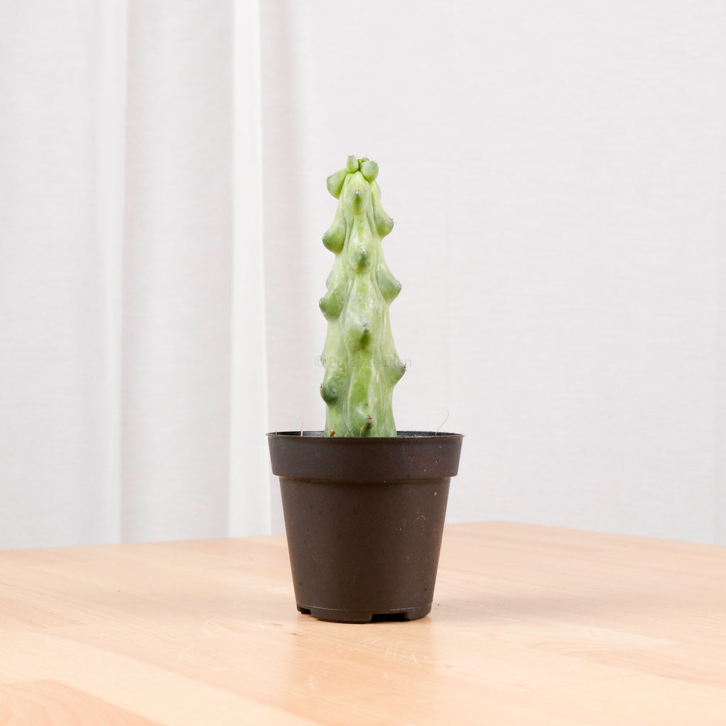 Cactus - Myrtillocactus geometrizans (Boobie Cactus) in Nursery Grow Pot