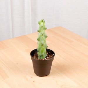 Cactus - Myrtillocactus geometrizans (Boobie Cactus) in Nursery Grow Pot