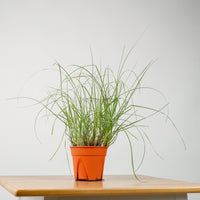 Pennisetum white pokok lalang rubrum white