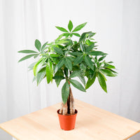 Pachira Twist in Nursery Grow Pot (Medium 65cm) (发财树 - Fa Cai Shu)