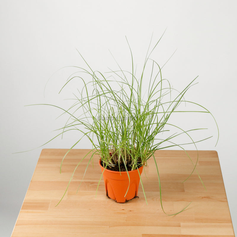Pennisetum white pokok lalang rubrum white