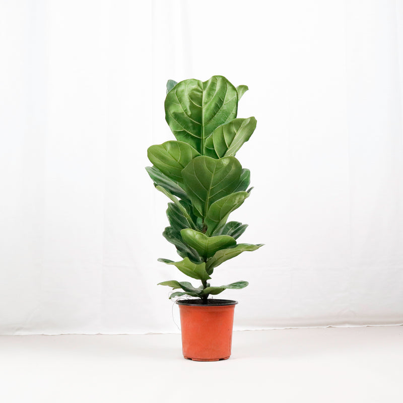 Large Ficus Lyrata - 'Fiddle Leaf Fig’ (95cm) in Nursery Grow Pot