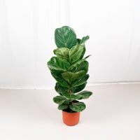 Large Ficus Lyrata - 'Fiddle Leaf Fig’ (95cm) in Nursery Grow Pot